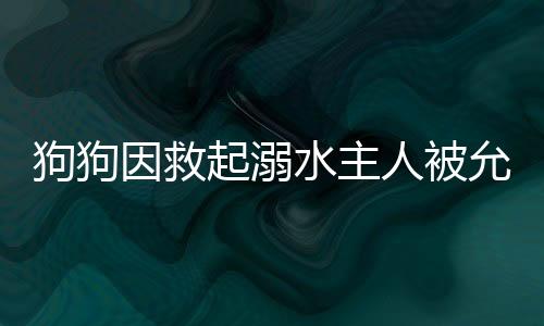 狗狗因救起溺水主人被允許上桌吃飯，一段感人至深的忠誠(chéng)故事