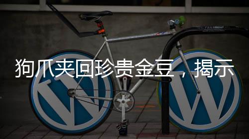 狗爪夾回珍貴金豆，揭示人與動(dòng)物和諧共生新篇章