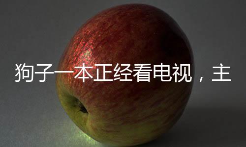 狗子一本正經(jīng)看電視，主人腿上享受悠閑時光