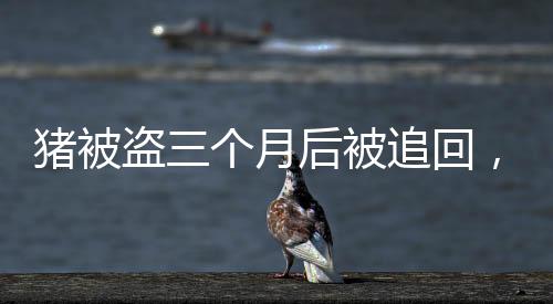 豬被盜三個(gè)月后被追回，竟重了百斤，匪夷所思的奇特故事！