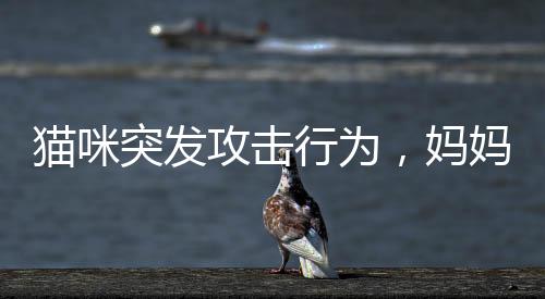 貓咪突發(fā)攻擊行為，媽媽迅速反應(yīng)保護(hù)小孩——一則關(guān)于寵物安全與兒童教育的提醒