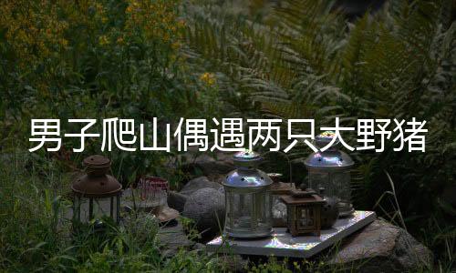 男子爬山偶遇兩只大野豬，深山奇遇還是野生動(dòng)物保護(hù)課題？
