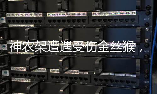 神農(nóng)架遭遇受傷金絲猴，自然保護(hù)與救助行動一線報(bào)告