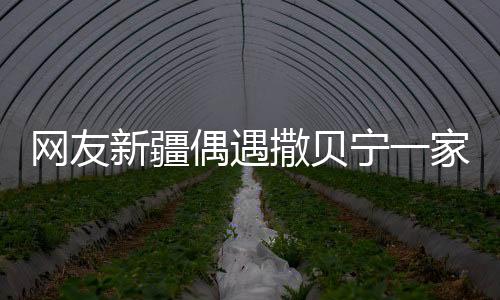 網(wǎng)友新疆偶遇撒貝寧一家四口，平凡生活中的明星邂逅記