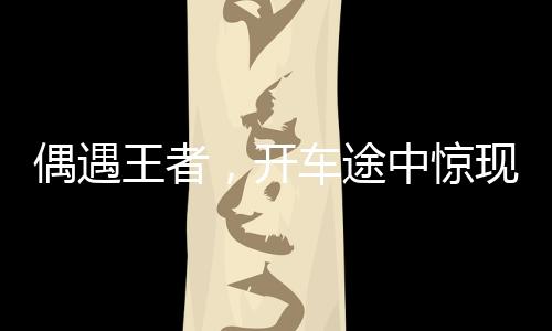 偶遇王者，開車途中驚現(xiàn)野生東北虎