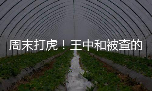 周末打虎！王中和被查的深度解讀