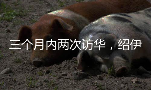 三個月內(nèi)兩次訪華，紹伊古再度赴華原因深度解析
