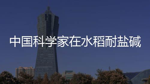 中國科學(xué)家在水稻耐鹽堿和耐高溫研究領(lǐng)域取得突破性成果