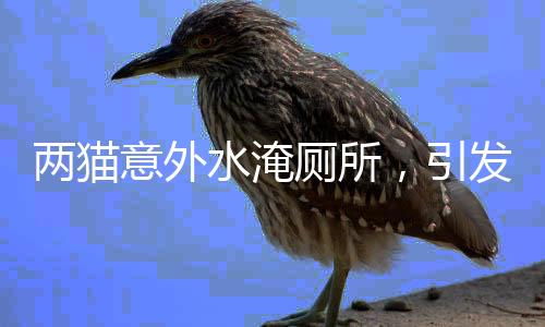 兩貓意外水淹廁所，引發(fā)關(guān)注，欠費達五百余元