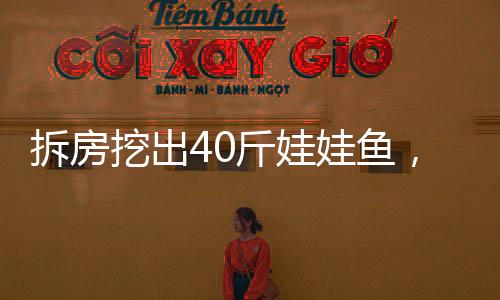 拆房挖出40斤娃娃魚，離奇事件引發(fā)關(guān)注