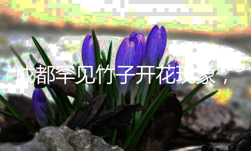 成都罕見竹子開花現(xiàn)象，錯過再等六十年