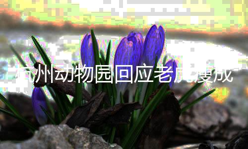 杭州動物園回應老虎瘦成皮，關注動物福利，倡導健康養(yǎng)殖