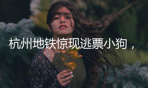 杭州地鐵驚現(xiàn)逃票小狗，萌態(tài)引發(fā)關(guān)注熱潮