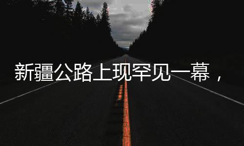 新疆公路上現(xiàn)罕見(jiàn)一幕，狼群逐鹿，游客意外捕捉震撼瞬間