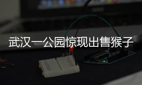 武漢一公園驚現(xiàn)出售猴子事件，動(dòng)物權(quán)益引發(fā)社會(huì)關(guān)注