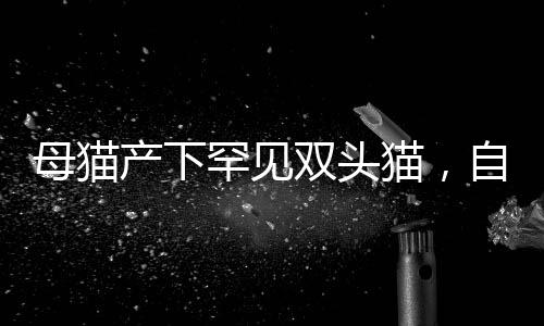 母貓產(chǎn)下罕見雙頭貓，自然界的奇跡誕生