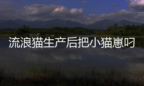 流浪貓生產(chǎn)后把小貓崽叼給店主，生命的奇跡與愛的傳遞
