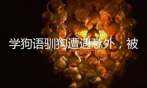學狗語馴狗遭遇意外，被咬傷穿臉事件引發(fā)關注