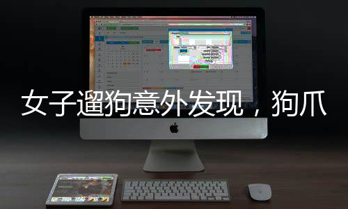女子遛狗意外發(fā)現(xiàn)，狗爪夾回一顆價值驚人的金豆——一顆3克重的金色寶藏揭示的故事