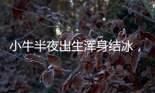 小牛半夜出生渾身結(jié)冰，主人全力救回