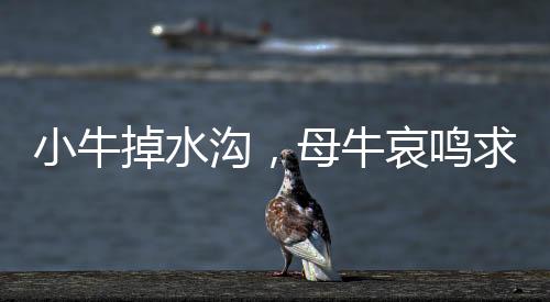 小牛掉水溝，母牛哀鳴求助——一場生命的危機與社會的關(guān)注