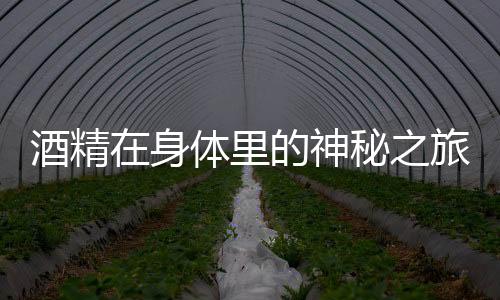 酒精在身體里的神秘之旅，揭示酒精的生理影響