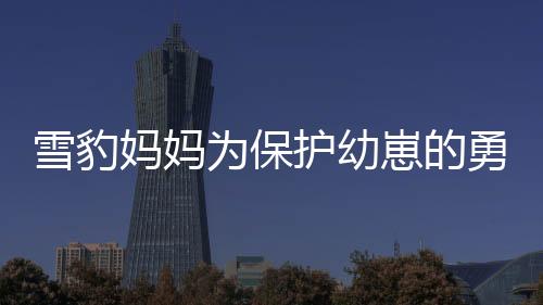 雪豹媽媽為保護幼崽的勇者之斗，一場母愛的壯烈戰(zhàn)役