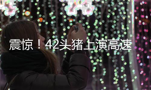 震驚！42頭豬上演高速大逃亡，警方緊急展開追捕行動