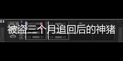 被盜三個(gè)月追回后的神豬傳奇，逆襲故事揭曉增長(zhǎng)百斤之謎