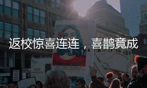 返校驚喜連連，喜鵲竟成宿舍新寵？揭秘喜鵲偷家背后的故事