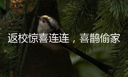 返校驚喜連連，喜鵲偷家成校園新傳說