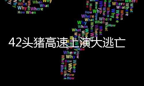 42頭豬高速上演大逃亡事件紀實
