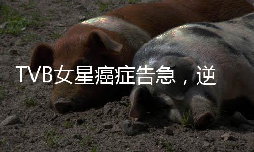 TVB女星癌癥告急，逆境中的堅(jiān)韌與力量